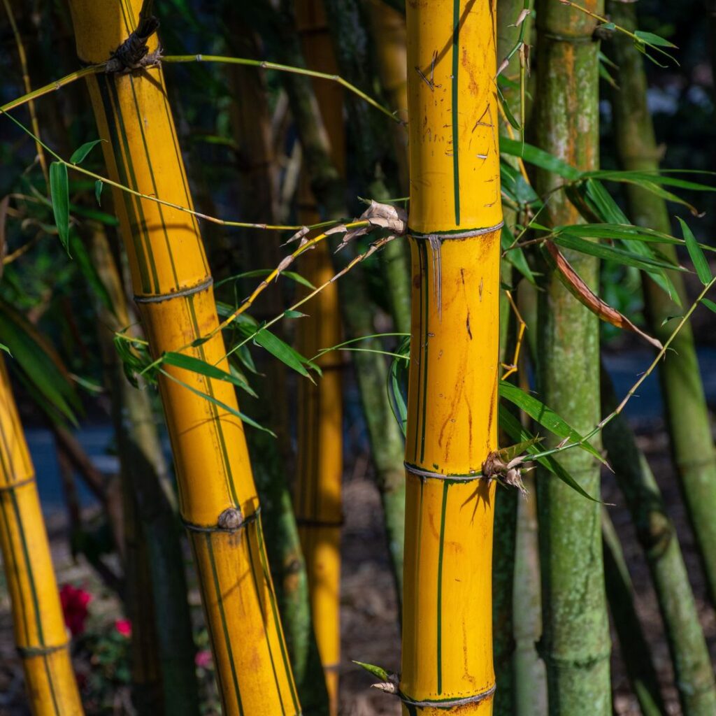 bamboo