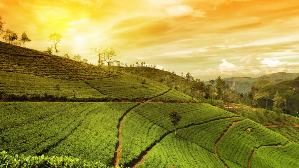 Tea gardens across Assam hills