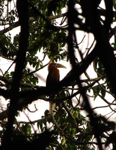 Namdapha ( Bird )